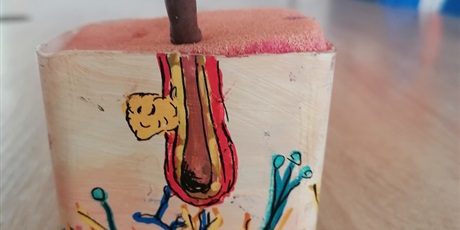 Lekcje biologii w klasach 7