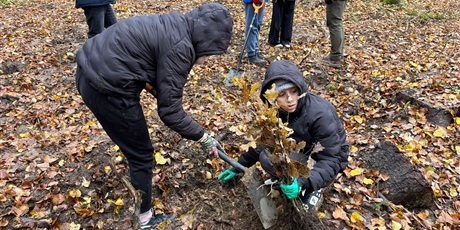 Powiększ grafikę: Akcja sadzenia drzew - uczniowie sadzą drzewa.