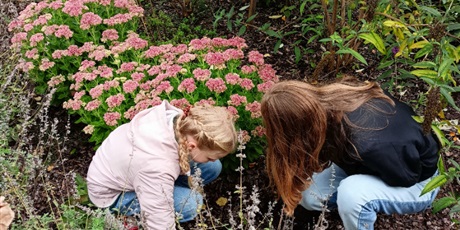 Powiększ grafikę: Dwie uczennice z klasy VII sadzą do ogrodu motylkowego cebulki tulipanów i czosnków.